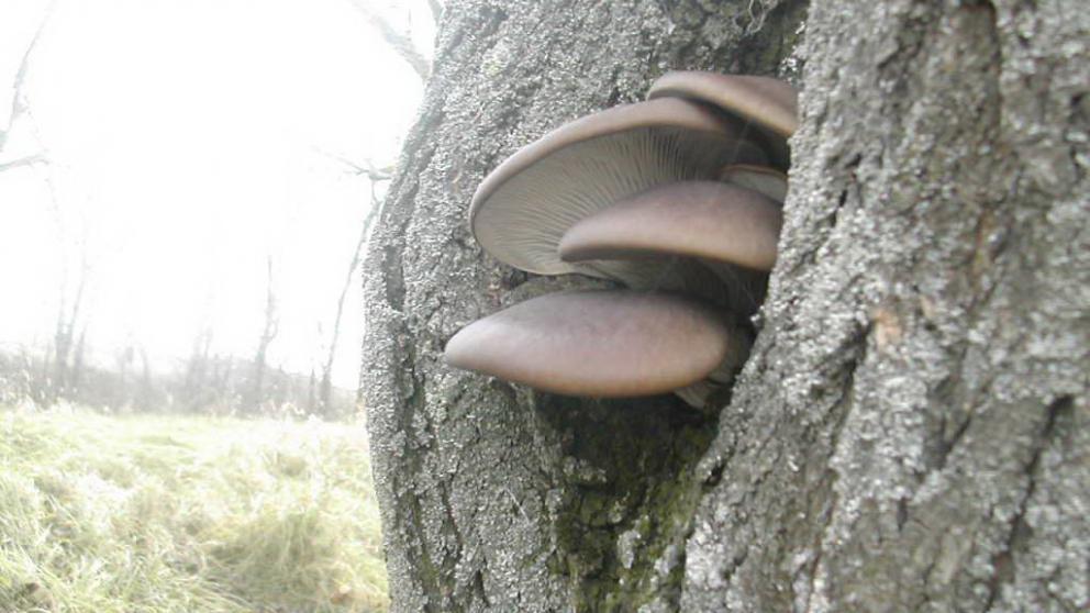 В Ставропольском крае полицейские разыскали заблудившегося в лесу 73-летнего грибника