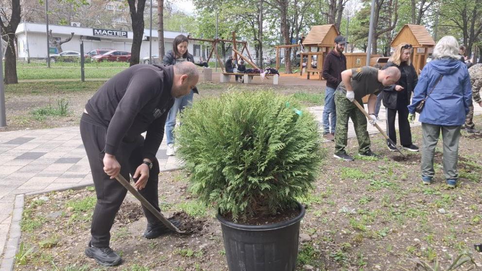 Ели «Беби Блю» и плакучие берёзы высадили в сквере в Ессентуках