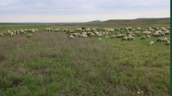 Ученые Ставрополья стали победителями конкурса Российского научного фонда