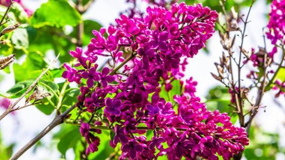 На Ставрополье в начале декабря распустилась сирень