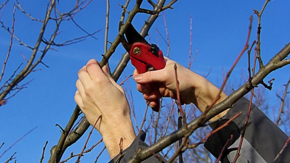 В Ставропольском крае активно ведётся зимняя обрезка плодовых деревьев