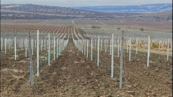 Весенняя закладка виноградников стартовала на Ставрополье