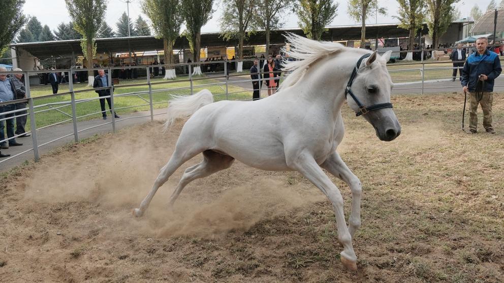 Программы реабилитации для бойцов СВО запустят в ессентукском центре иппотерапии