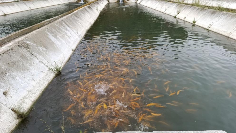 Более 15 тонн форели произведено в форелевом хозяйстве Предгорного округа