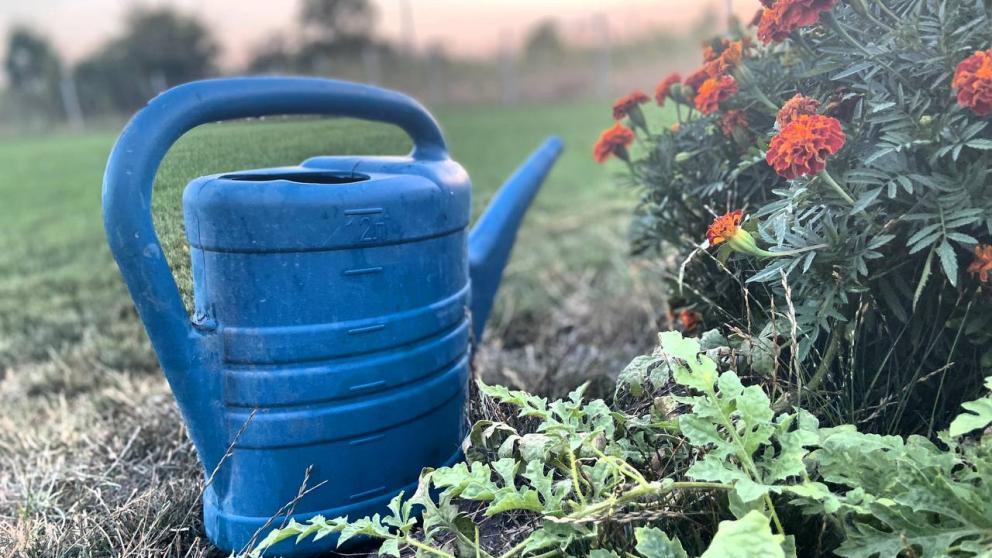 Ставропольским дачникам рассказали, как победить нематоду