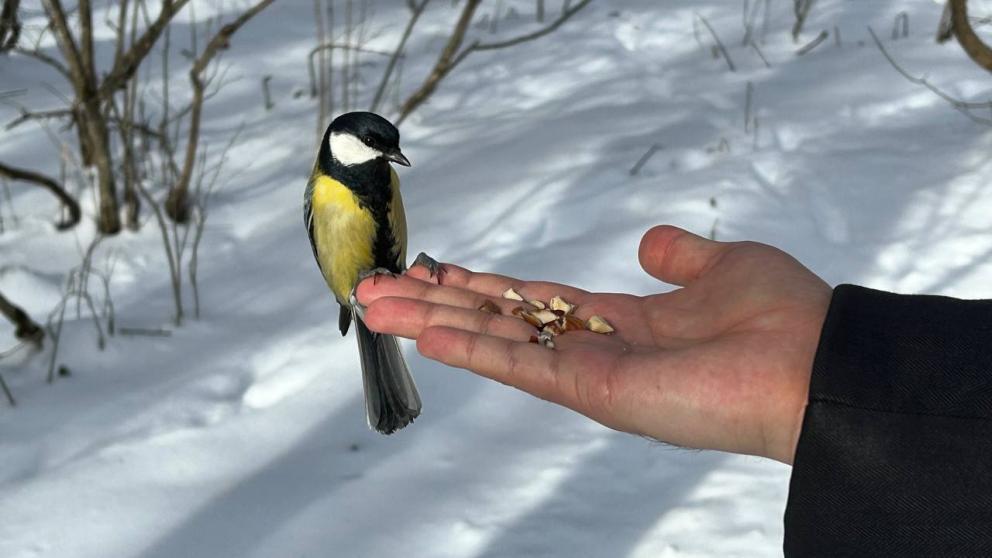 Снежная погода вернётся на Ставрополье в конце рабочей недели