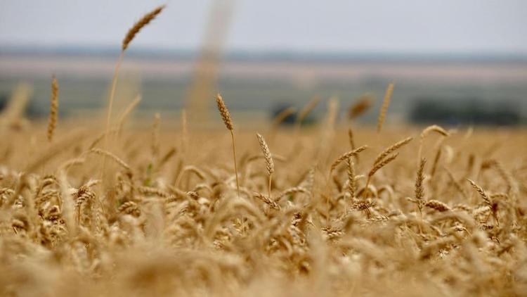 Восемь пшеничных полей сгорели в посёлке Крутоярском на Ставрополье