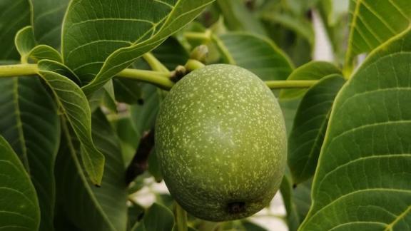 В Ставрополе сотрудники администрации пресекли незаконный опил дерева