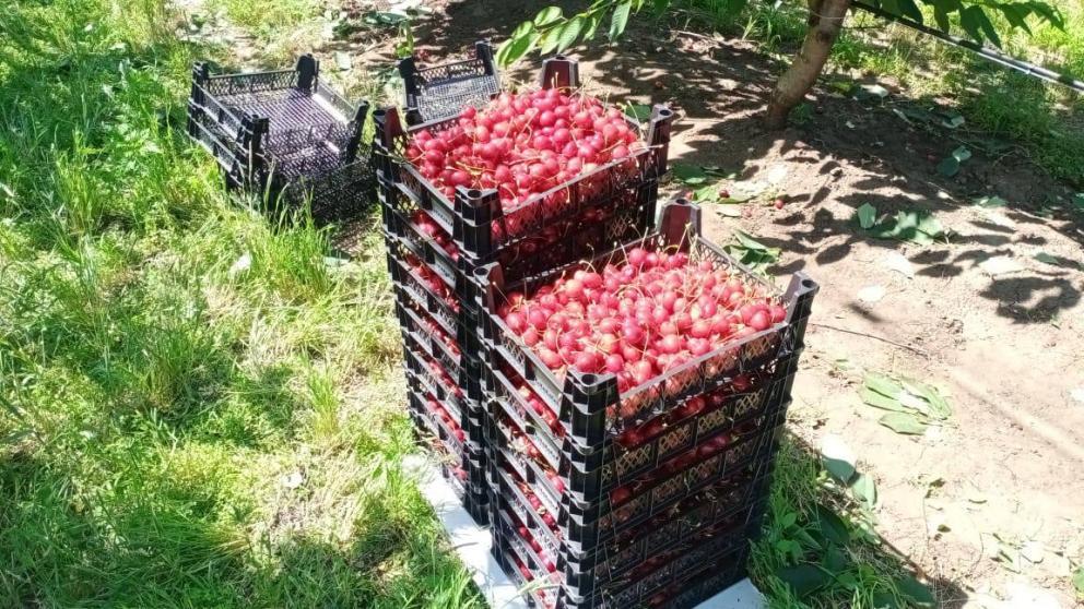 Сбор черешни продолжается на Ставрополье