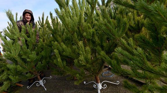 Хвойные из Дании и Канады приедут в Ставрополь на ёлочный базар