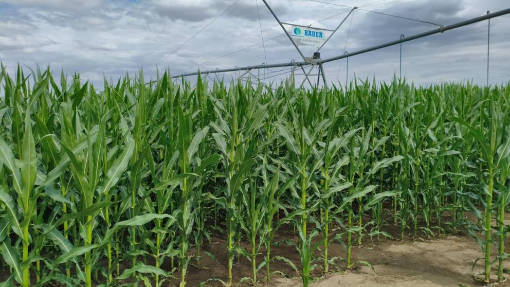 Губернатор Ставрополья: На развитие мелиорации направим более миллиарда рублей