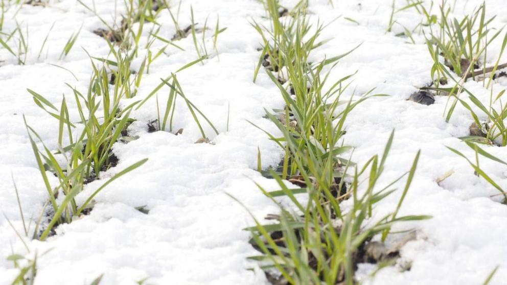 Губернатор Ставрополья: первые морозы не навредили озимым