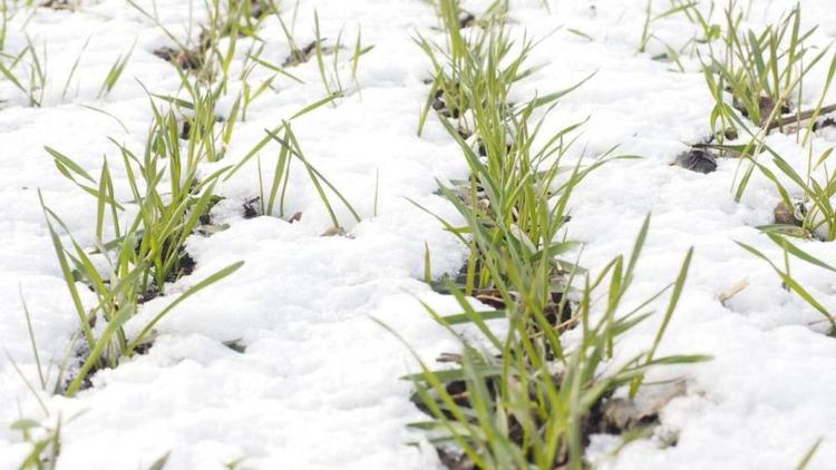 Губернатор Ставрополья: первые морозы не навредили озимым