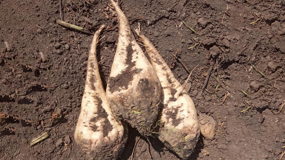 Ставрополье снижает зависимость агропрома от импортных семян