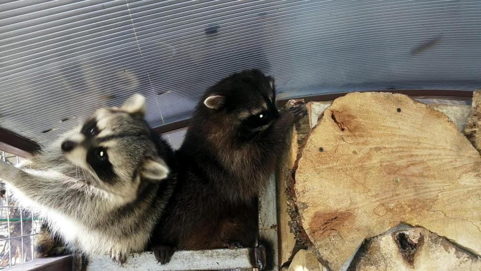 Еноты и дикобраз поселились в невинномысском парке «Шерстяник»