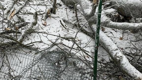 В Железноводске комиссия оценит урон от обледенения деревьев