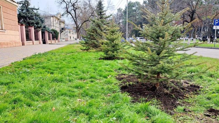 В Минеральных Водах высадили липы, клёны и ели