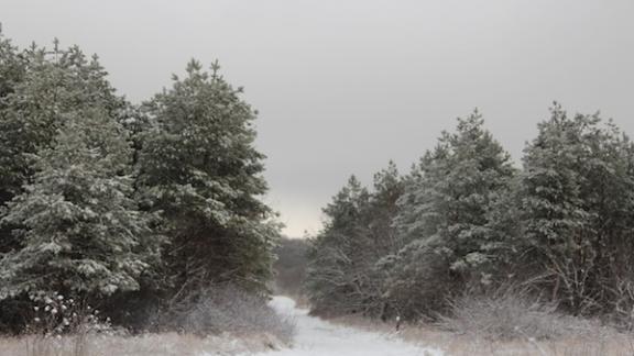 Итоги инвентаризации лесных культур и питомников подведены на Ставрополье