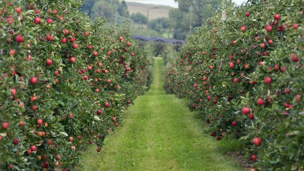 Новые сады на Ставрополье заложены на 114 гектарах