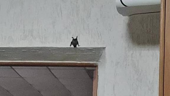 На Ставрополье спасатели отловили летучую мышь в магазине