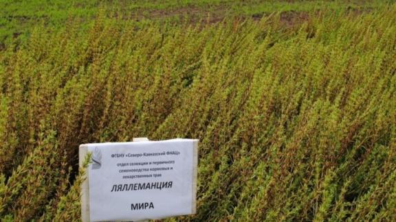 Селекционеры Ставрополья создали более 460 сортов зерновых и других культур