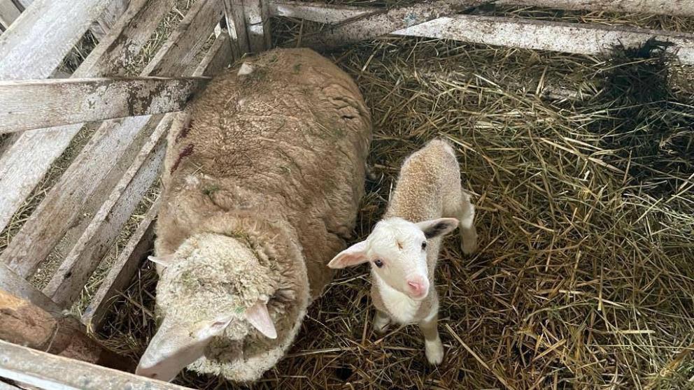 Более 400 тысяч ягнят ожидают получить на Ставрополье 