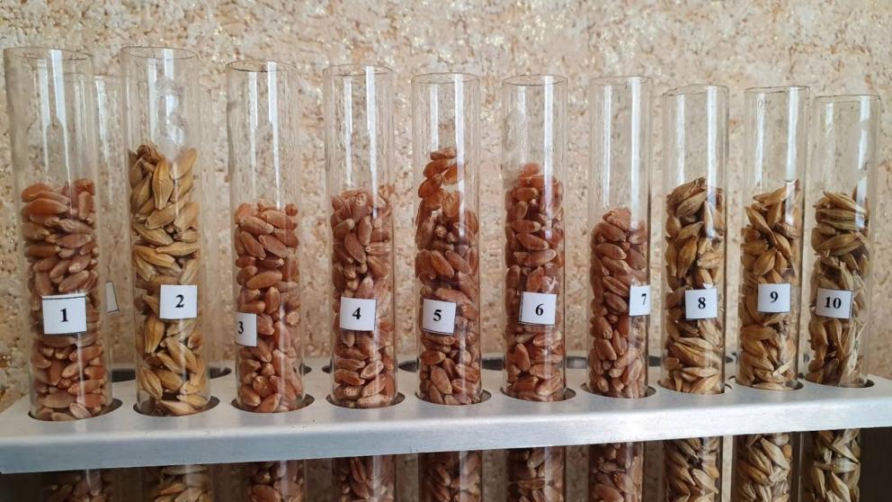 На Ставрополье приступили к проверке семян яровых