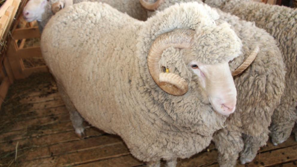 Ставропольских животноводов ждут на российской выставке племенных овец