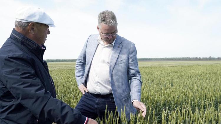 Эксперт: Губернатор Ставрополья повышает продовольственную безопасность страны