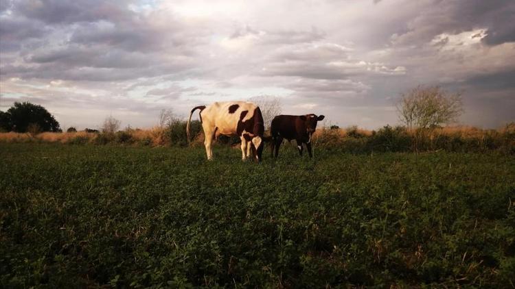 В Шпаковском округе Ставрополья разберутся с нападающей на людей коровой