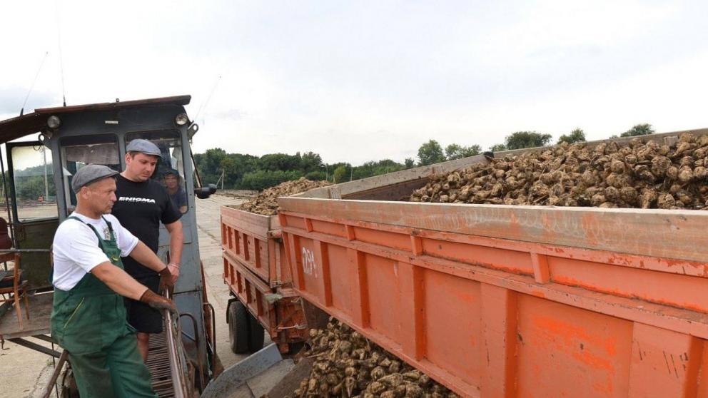 На Ставрополье собрали более 900 тысяч тонн сахарной свёклы