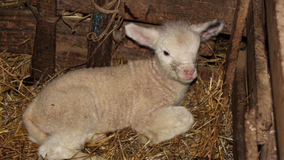 На Ставрополье дали потомство австралийские бараны-корридели