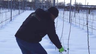 На Ставрополье аграрии готовятся к обрезке саженцев в суперинтенсивных садах