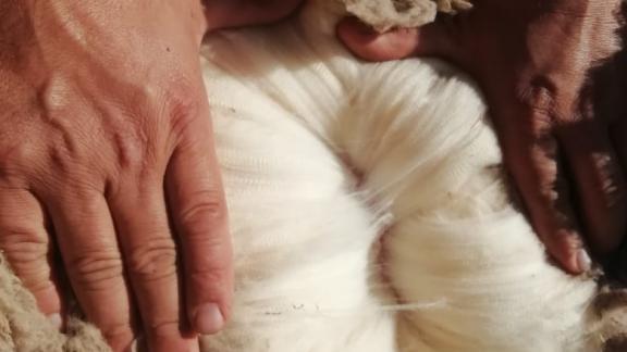 На Ставрополье от производителей шерсти принимают документы на субсидию