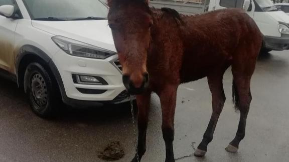 В Ставрополе помогли жеребёнку найти своего хозяина