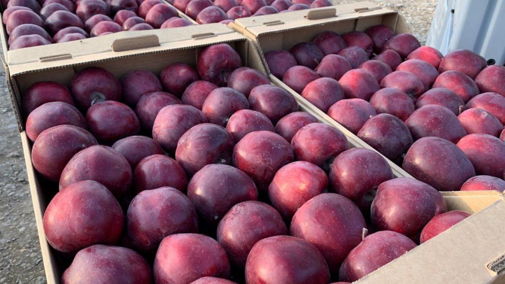 Предгорный округ Ставрополья собрал рекордный урожай яблок