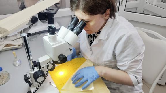 Эксперты Ставрополья приступили к оценке качества семян подсолнечника