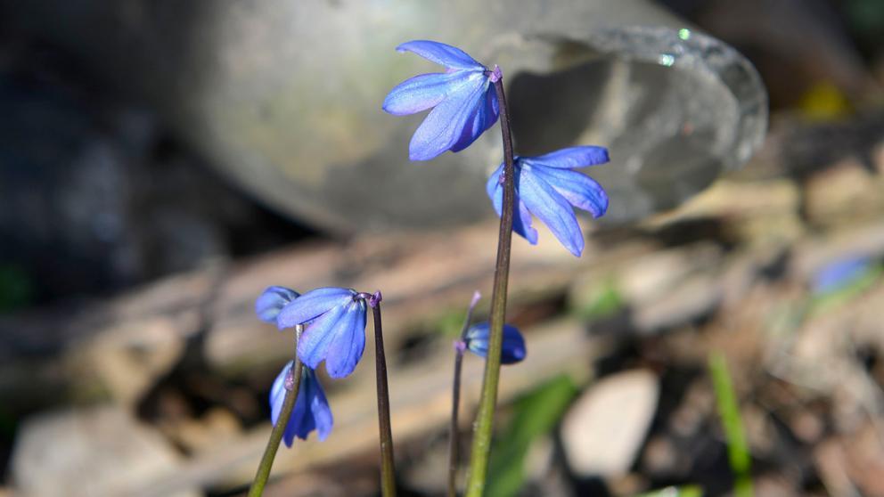 Рейды по охране первоцветов начались в природных заказниках Ставрополья