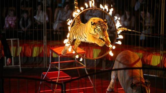Около 1,5 тысячи детей из семей бойцов СВО посетят цирк в Кисловодске
