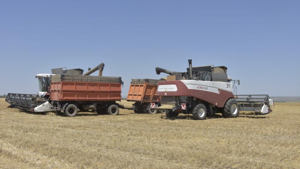 Рекордный урожай зерновых собрали в Изобильненском округе с помощью господдержки