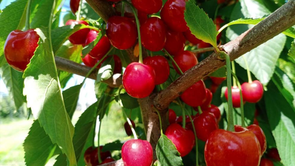 На Ставрополье стартовал сбор черешни