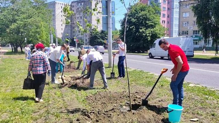 Около 50 саженцев деревьев высадили на проспекте Юности в Ставрополе