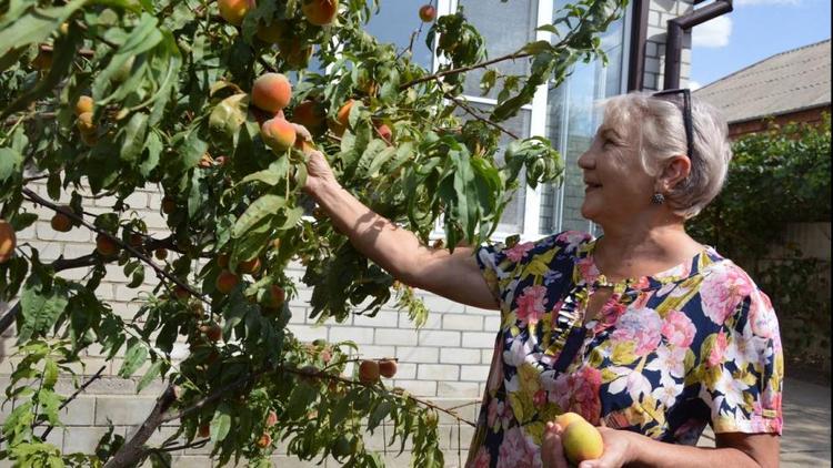 Жительница ставропольского села вырастила целый сад из персиковых косточек