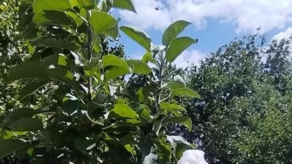 Россельхозцентр Ставрополья: как лучше позаботиться о молодых плодовых деревьях