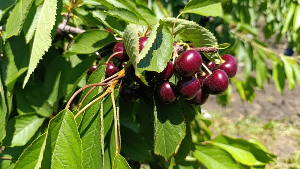 В Предгорном округе Ставрополья собирают черешню 