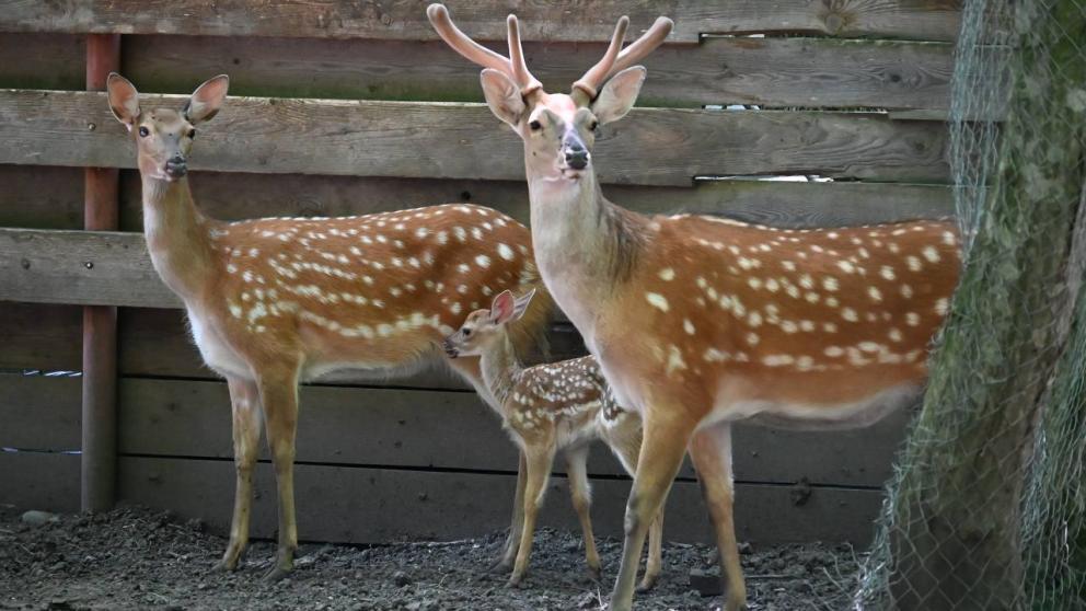 В зоопарке Ставрополя рассказали подробности о рождении 13 детенышей