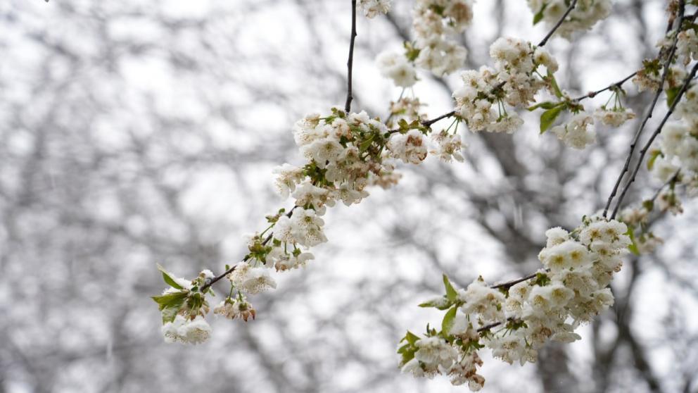 Ставропольский эксперт рассказал, как защищать плодовые деревья в период неустойчивой погоды