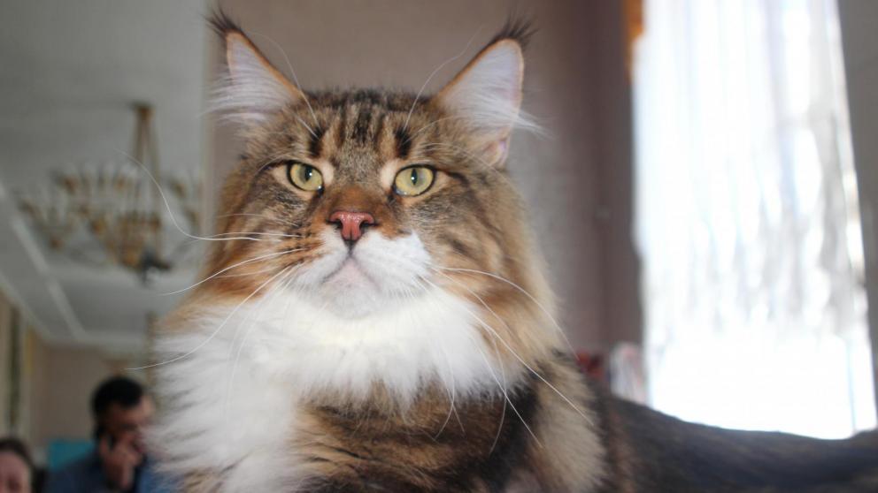 Большая выставка кошек прошла в Невинномысске