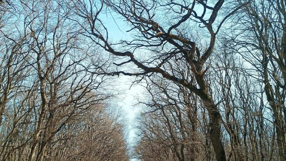 Губернатор Владимиров рассказал вице-премьеру Патрушеву о мерах по сохранению лесов