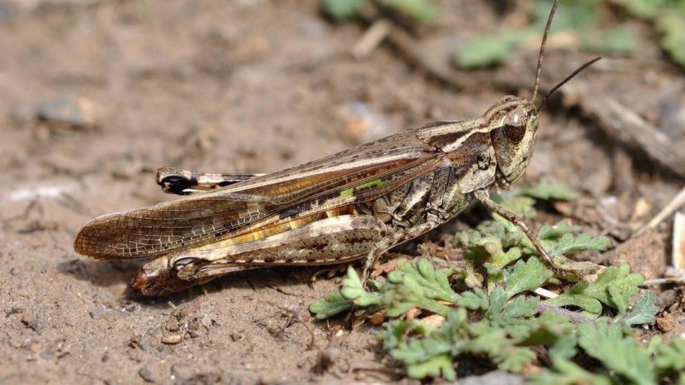 В Нефтекумском округе Ставрополья обрабатывают посевы от саранчи